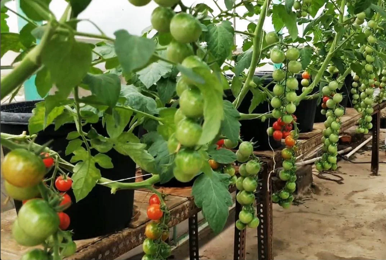 Comment Faire Pousser Des Tomates Sans Terre Un Guide Complet Les