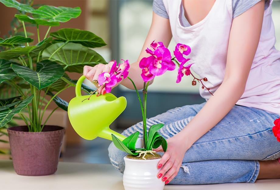 5 idées de fleuristes pour faire refleurir rapidement vos orchidées