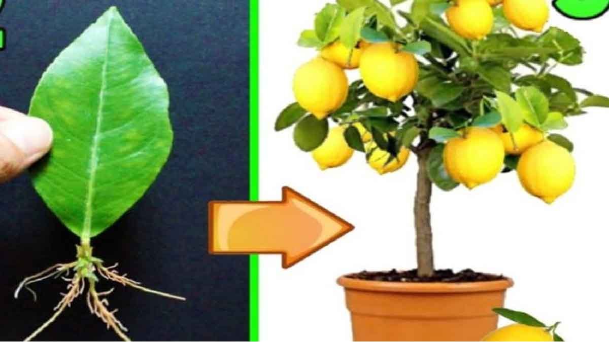 Lincroyable Astuce Pour Propager Un Citronnier Laide Dune Feuille