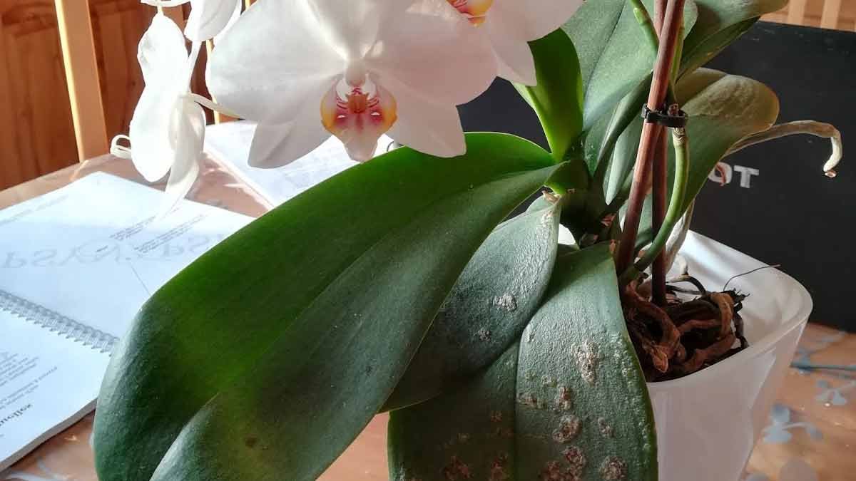 Orchidée malade : voici 3 signes à ne pas sous-estimer si vous voulez  éviter que votre orchidée ne meure ! - les recettes de mamie